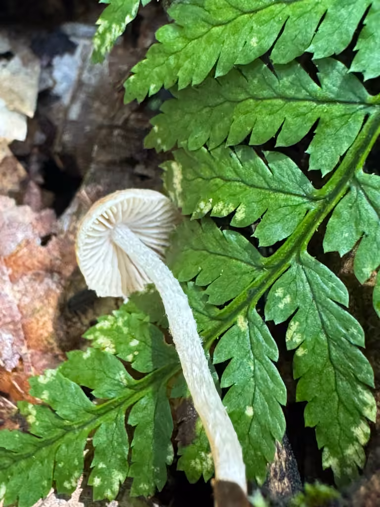 Psathyrella psammophila, photo 2 sur 5
