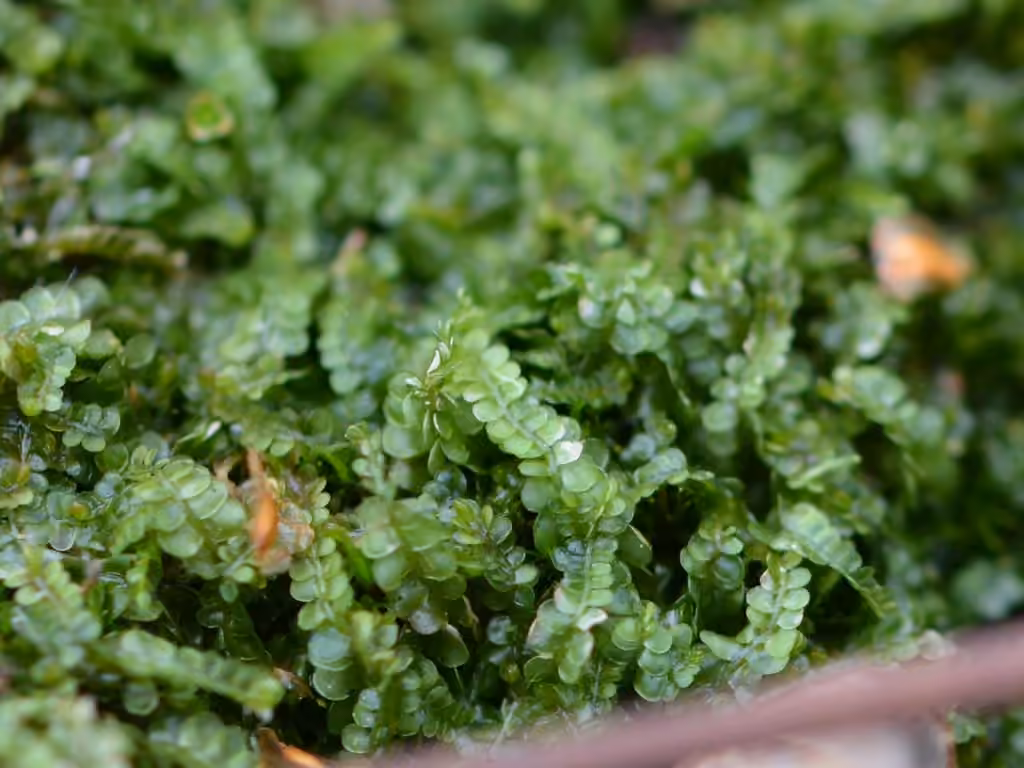Crenulated Flapwort, photo 3 of 5