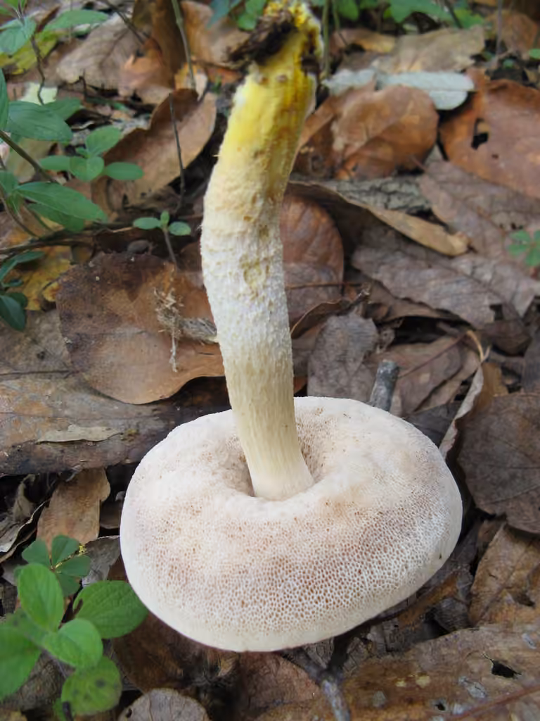 Bolet à pied jaune vif, photo 3 sur 5