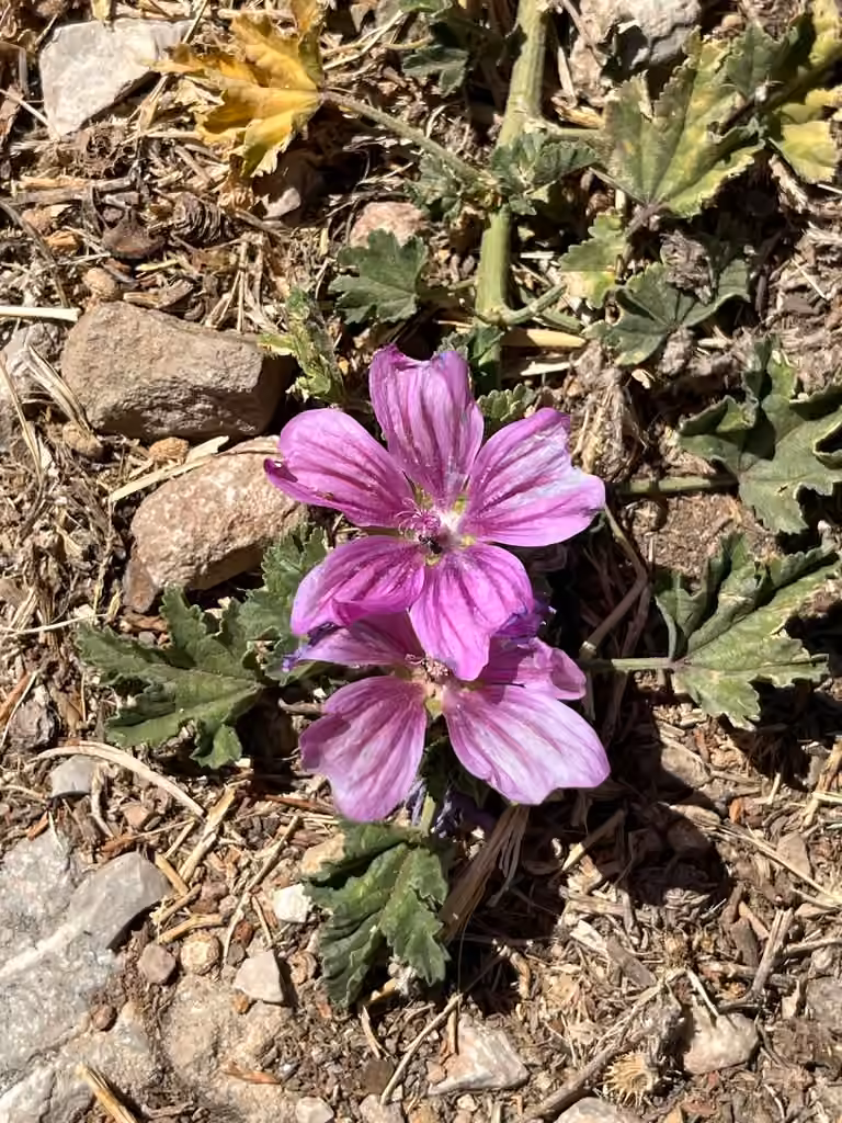 High mallow, In flower