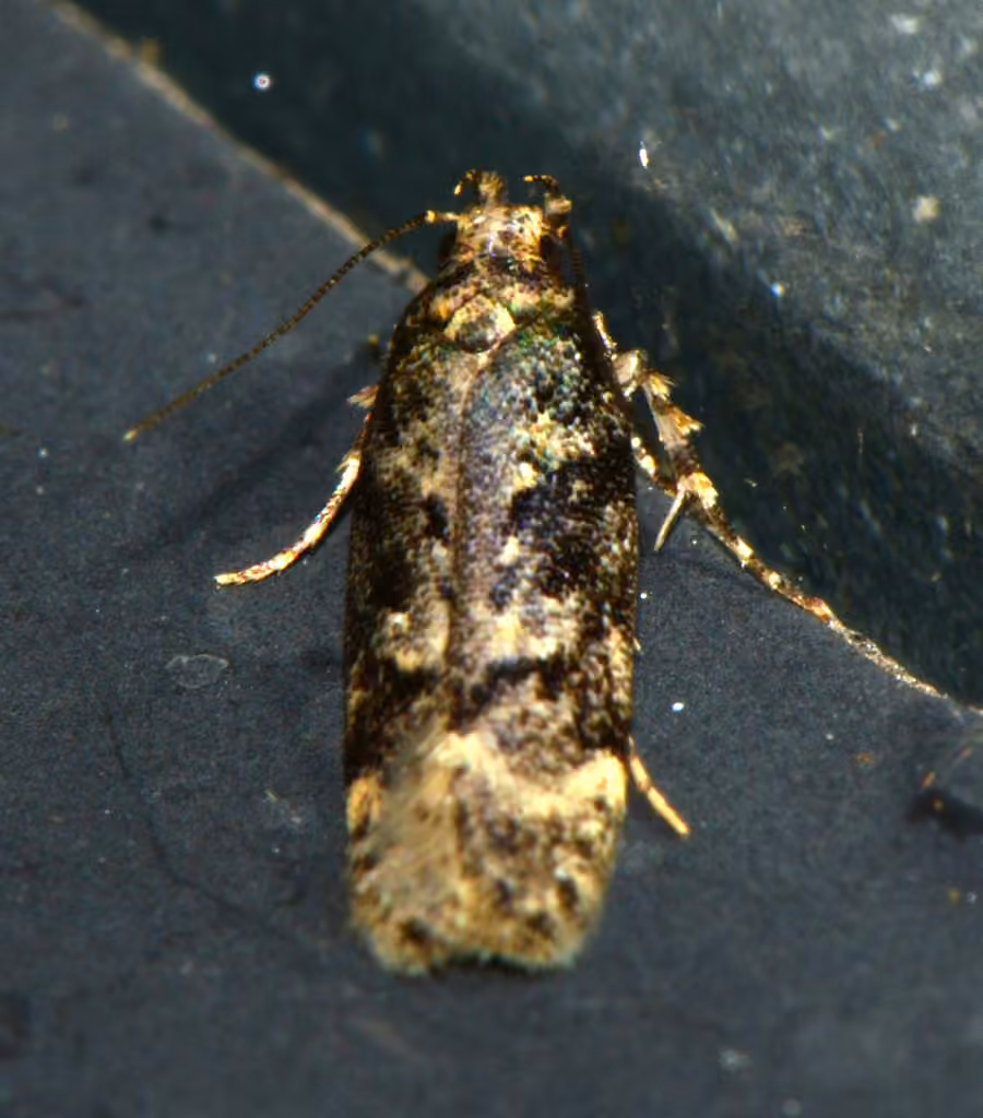 Boxelder Leafworm Moth