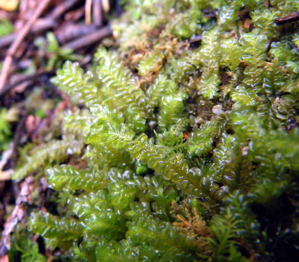 Lesser featherwort, photo 2 of 5