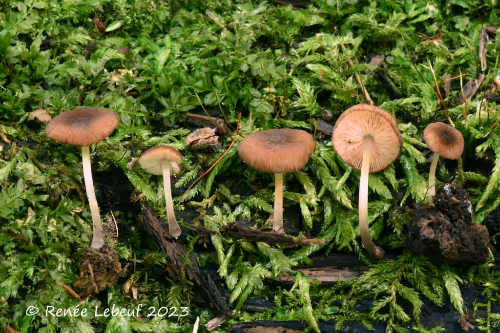 Plutée à tête soyeuse, photo 2 sur 5