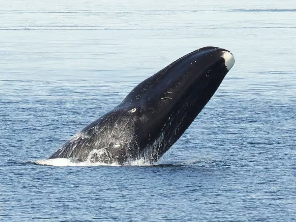 Baleine boréale, photo 1 sur 5