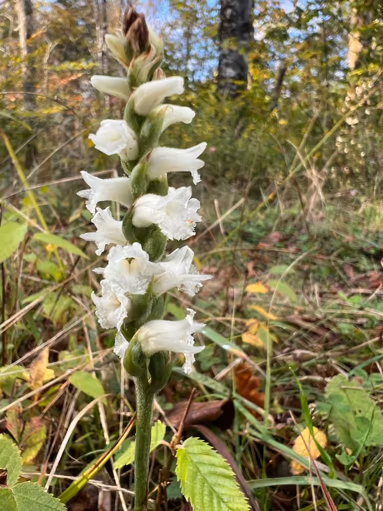Appalachian ladies'-tresses, Flower buds
