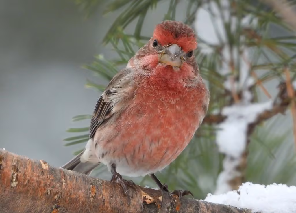 House Finch, Male