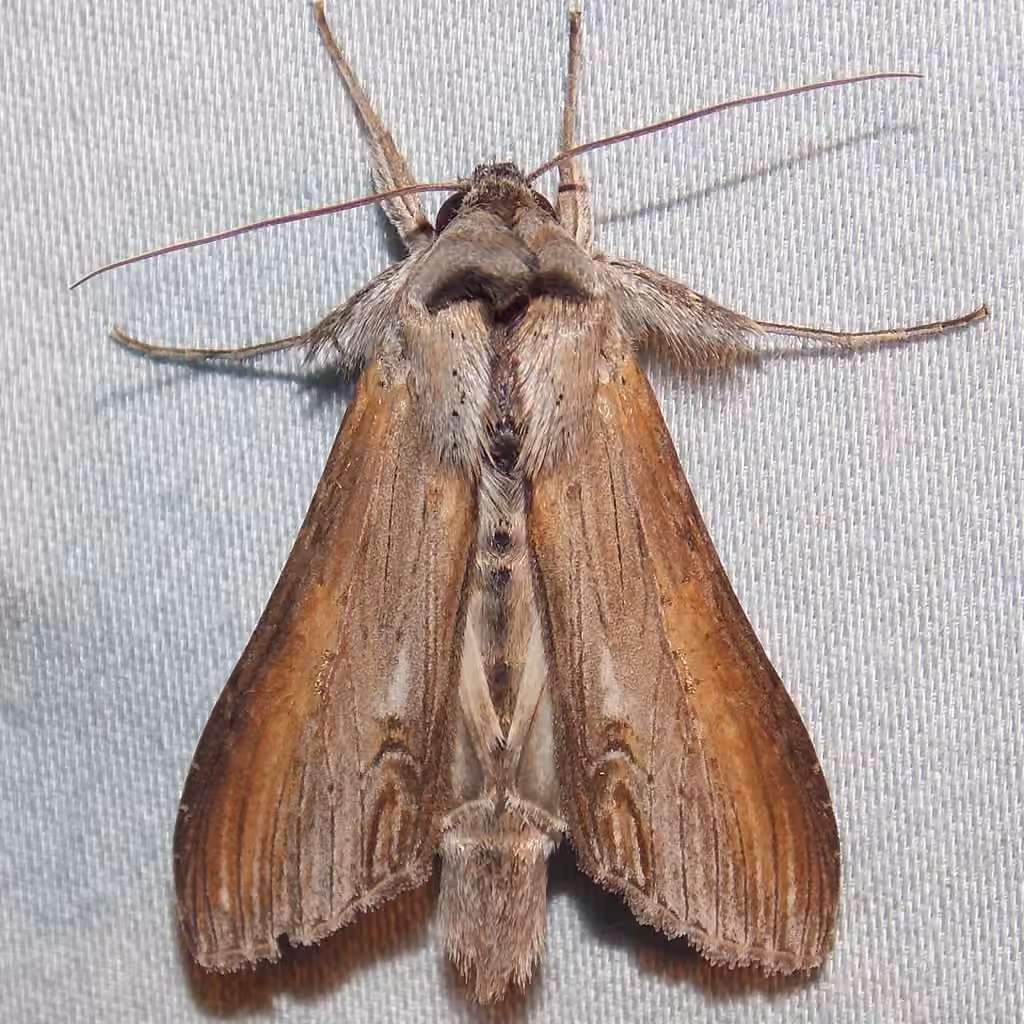 Asteroid Moth, photo 1 sur 5