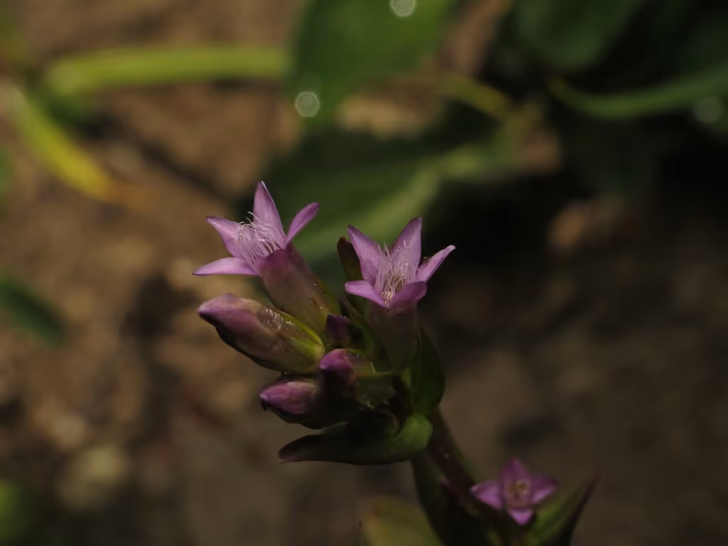 Autumn dwarf-gentian, In flower
