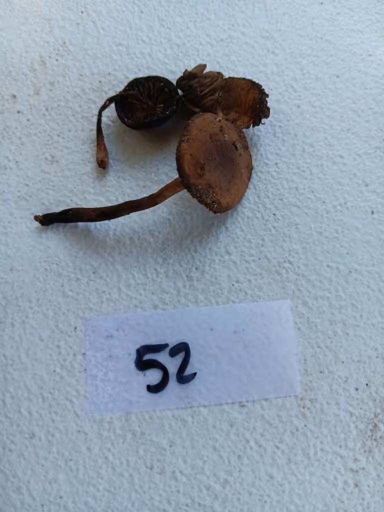 Psathyrella seminuda, photo 3 sur 5