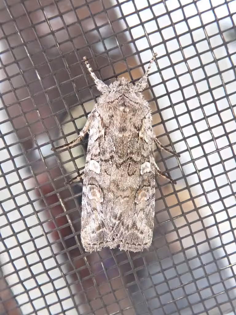 White-eyed Pinion, Adult