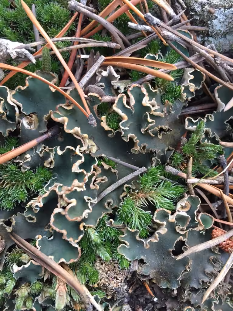 Peltigère douce, photo 1 sur 5
