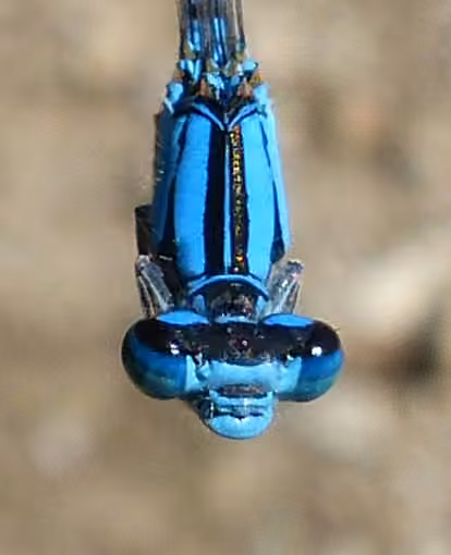 River Bluet, Male