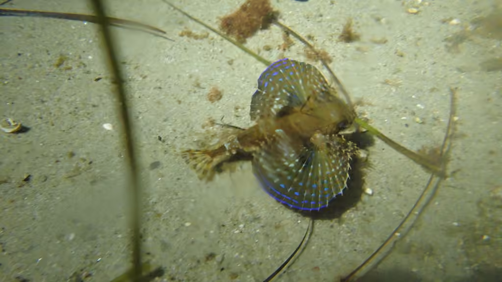 Flying Gurnard, Juvenile