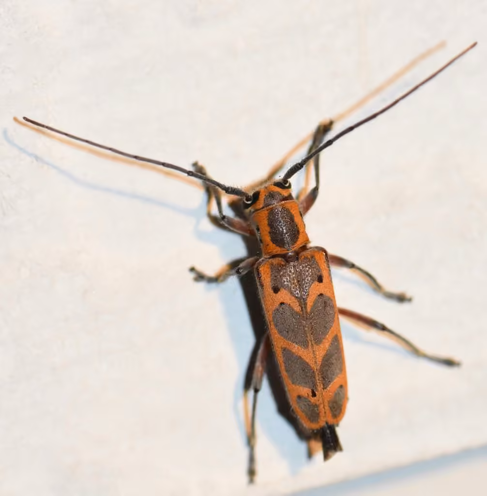 Elm Borer