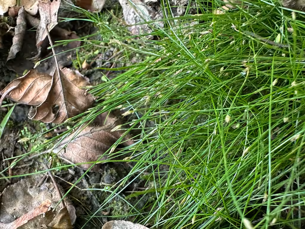 Needle spikerush, In fruit