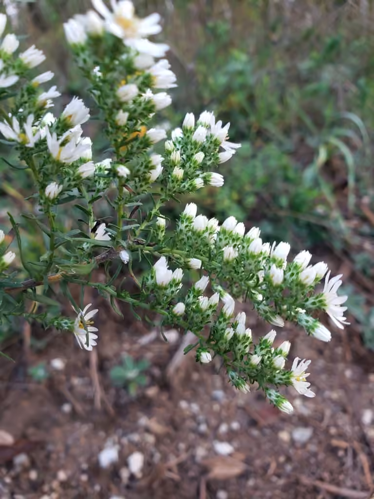 Aster éricoïde, En boutons