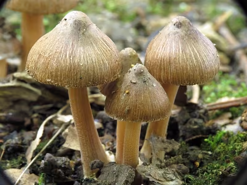 Inocybe à bulbe marginé, photo 1 sur 5