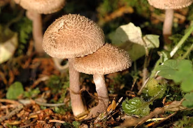 Inocybe laineux, photo 3 sur 5