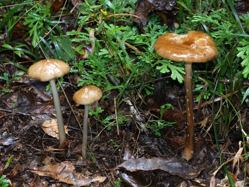 Xérule à grandes spores