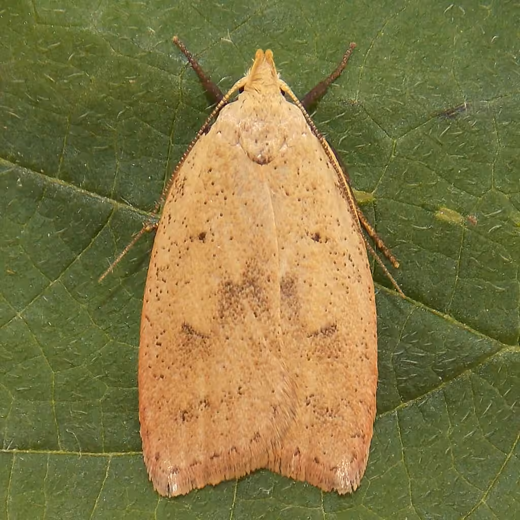 Gold-striped Leaftier Moth