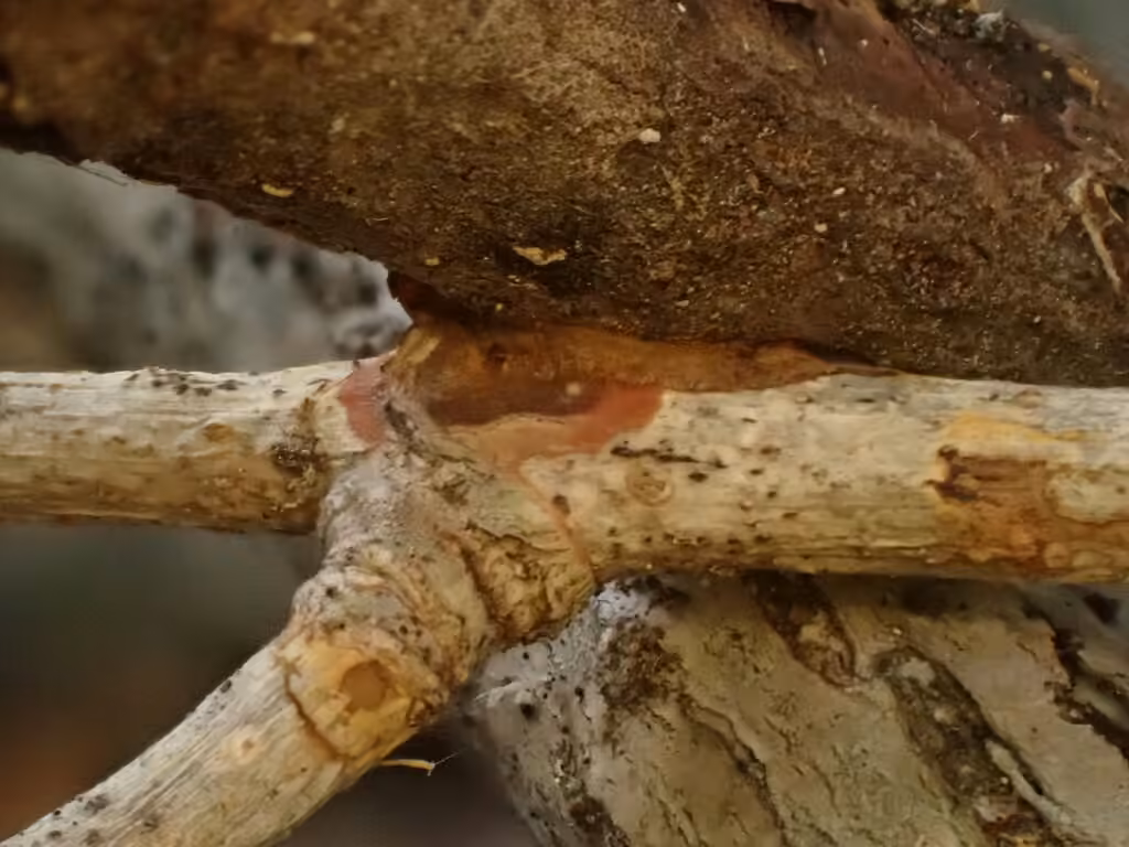 Glue Crust Fungus, photo 2 of 5