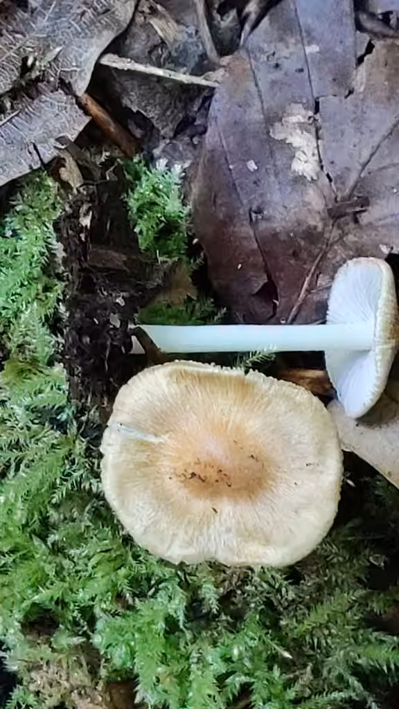 Inocybe confondant, photo 2 sur 5