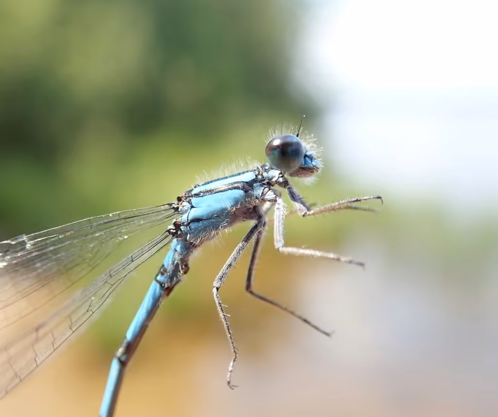 Hagen's Bluet, Female