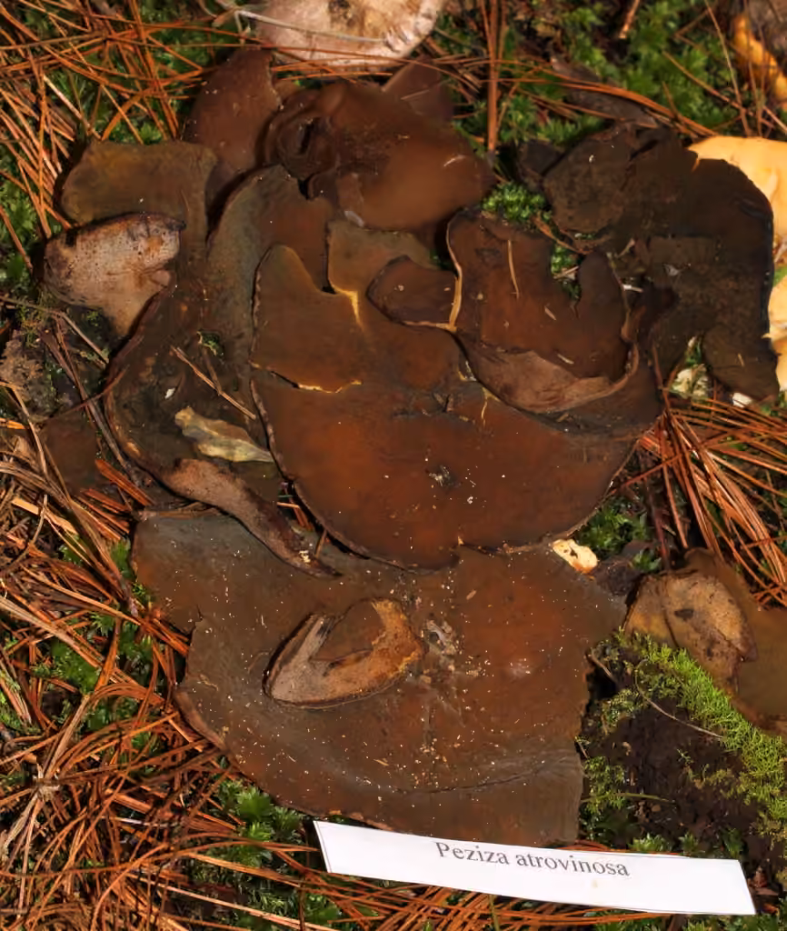 Rugosporella atrovinosa, photo 1 sur 5