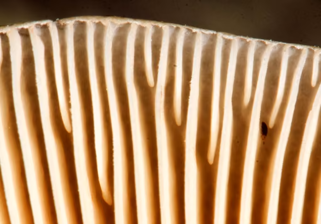 Pluteus primus, photo 3 sur 5