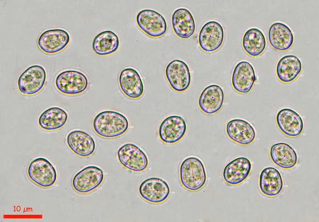 Pluteus primus, photo 2 sur 5