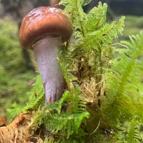 Purple Stocking Webcap, photo 3 of 5