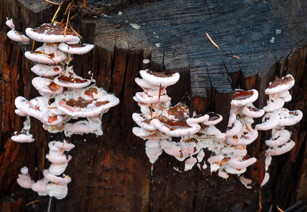 Polypore de Cajander, photo 2 sur 5