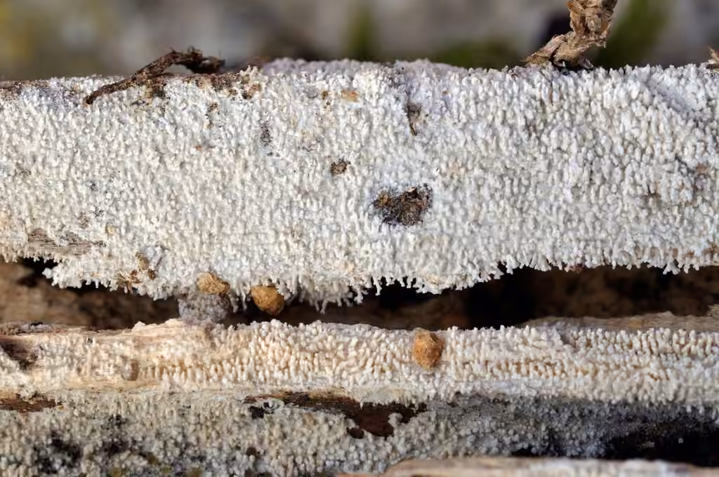 Spiny Webcrust, photo 3 sur 5