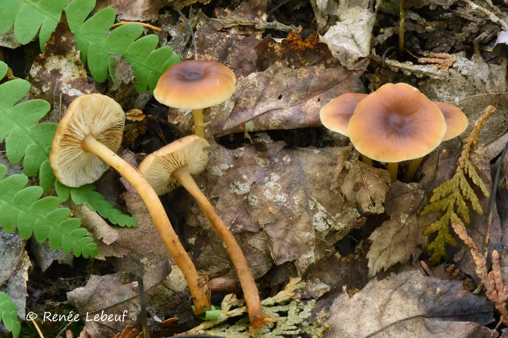 Collybie soufrée, photo 2 sur 5