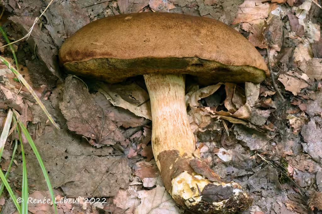 False King Bolete, photo 2 of 5