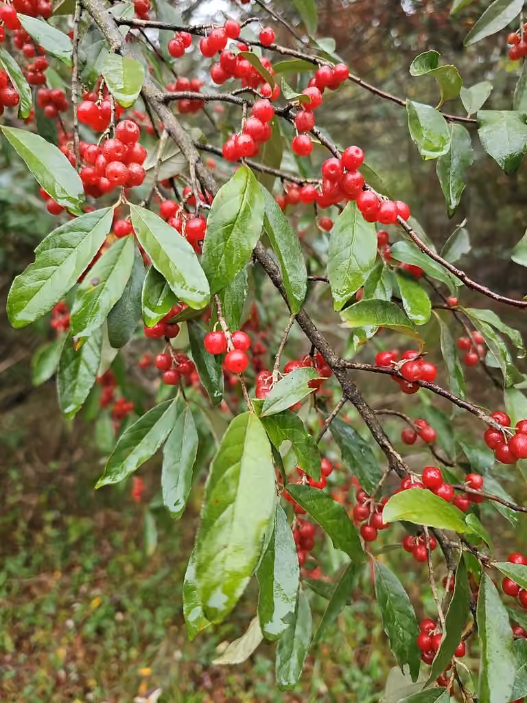 Autumn olive, photo 1 of 5