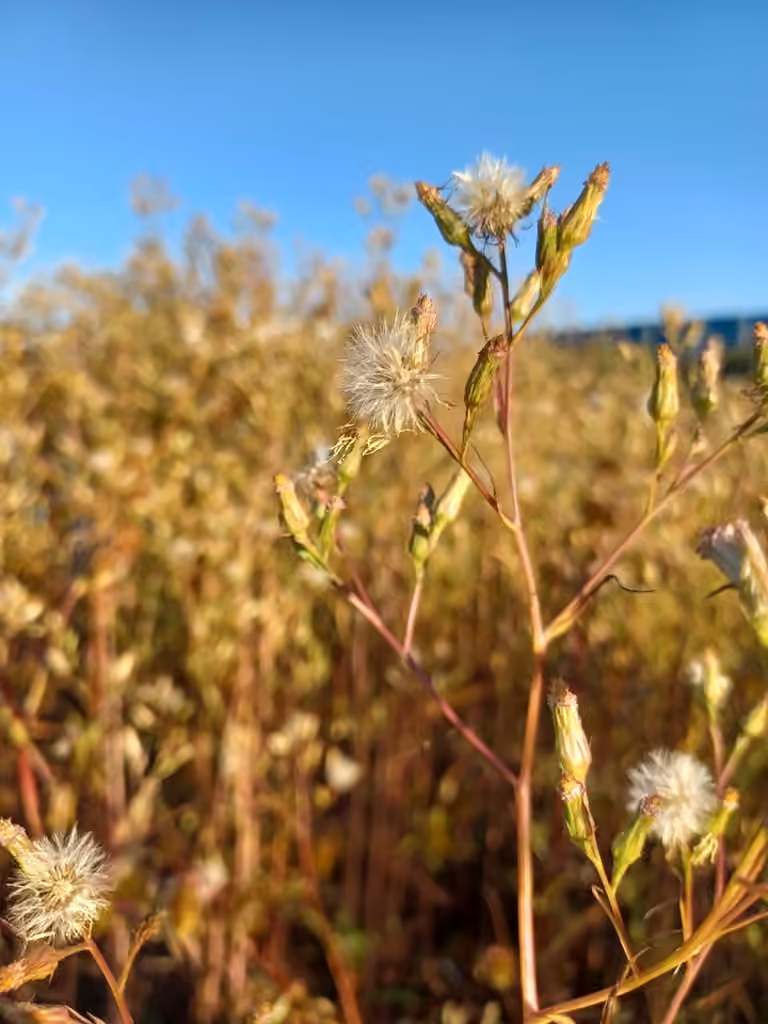 annual saltmarsh aster, In fruit