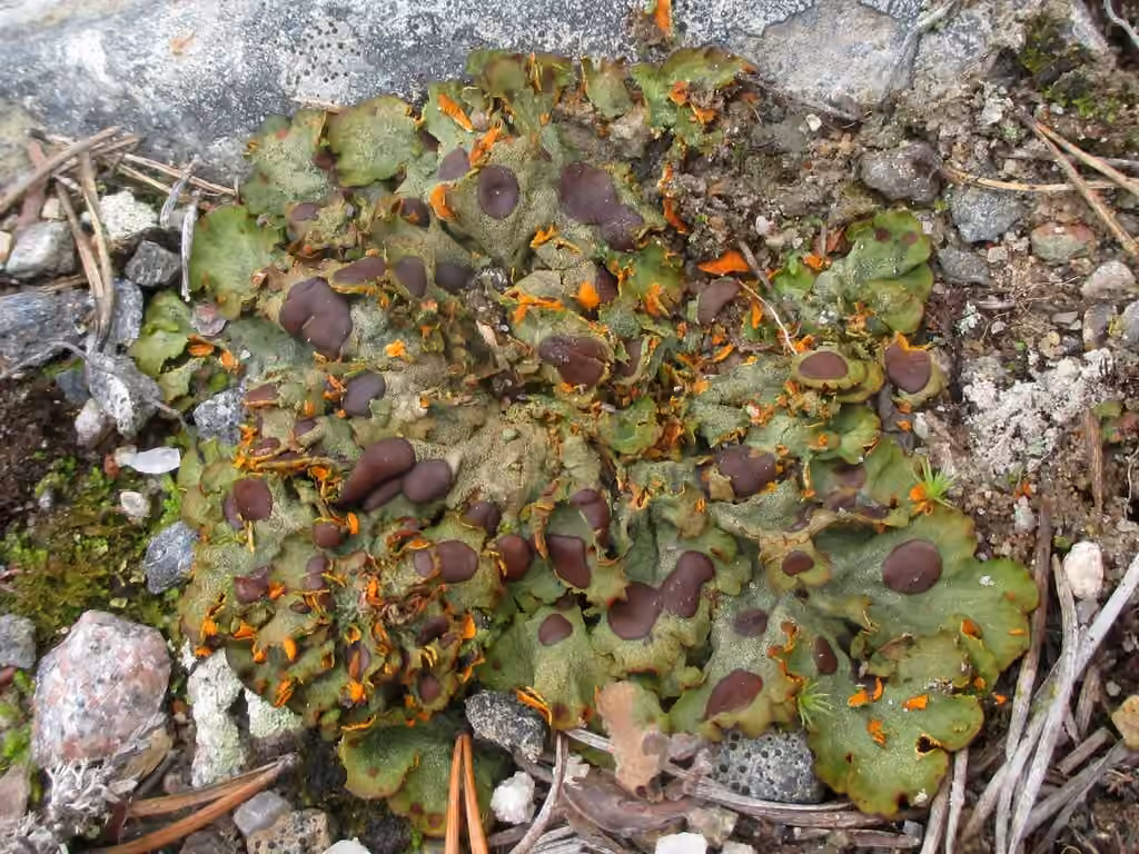 Mountain Saffron, photo 1 of 5