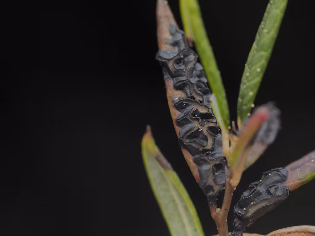 Rhytisma andromedae