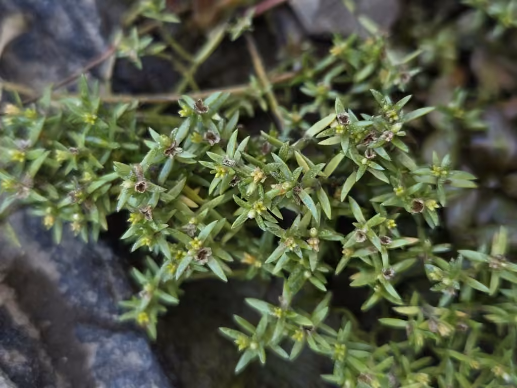 Water pygmyweed, In fruit
