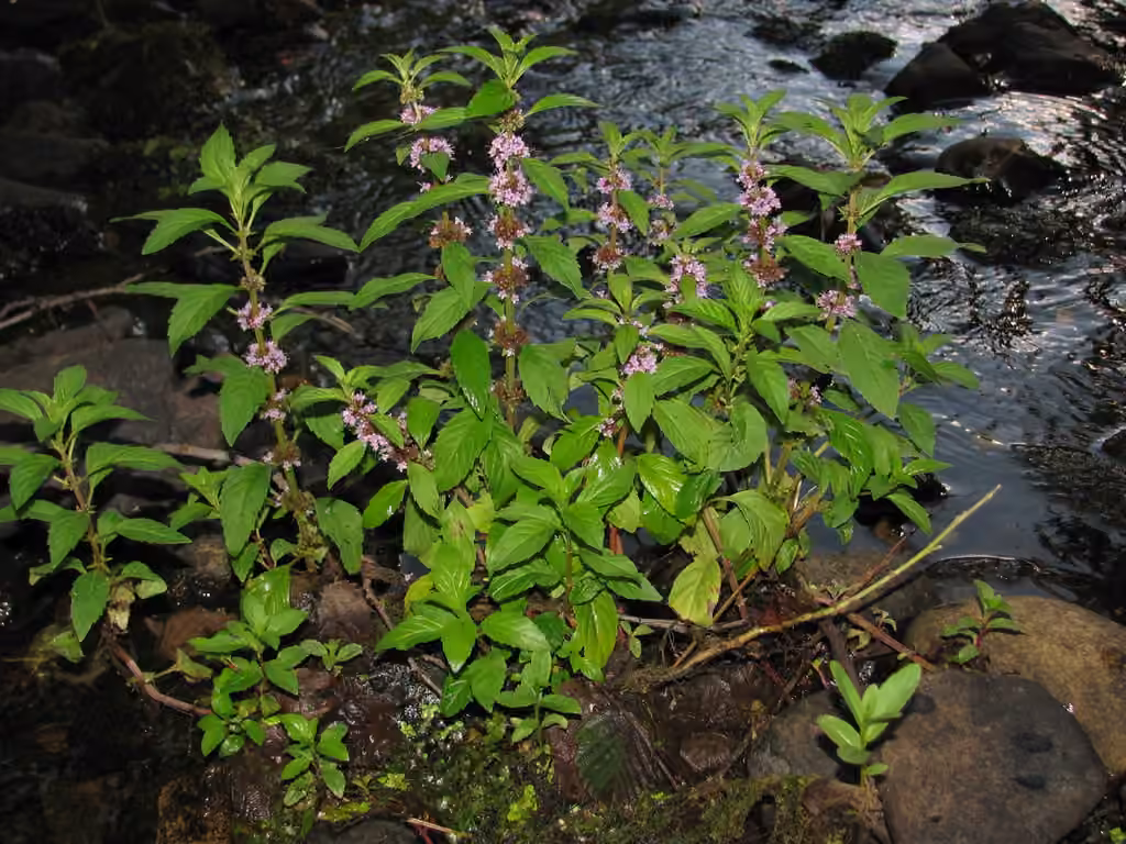 Menthe des champs, En fleurs