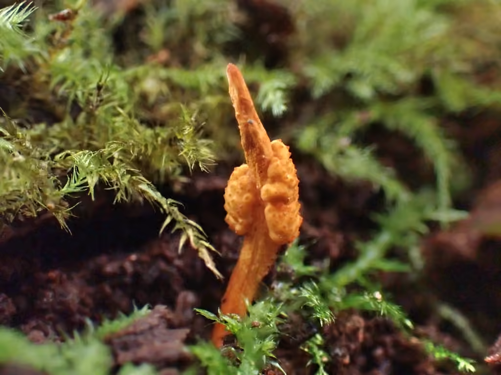 Cordyceps variable, photo 2 sur 5