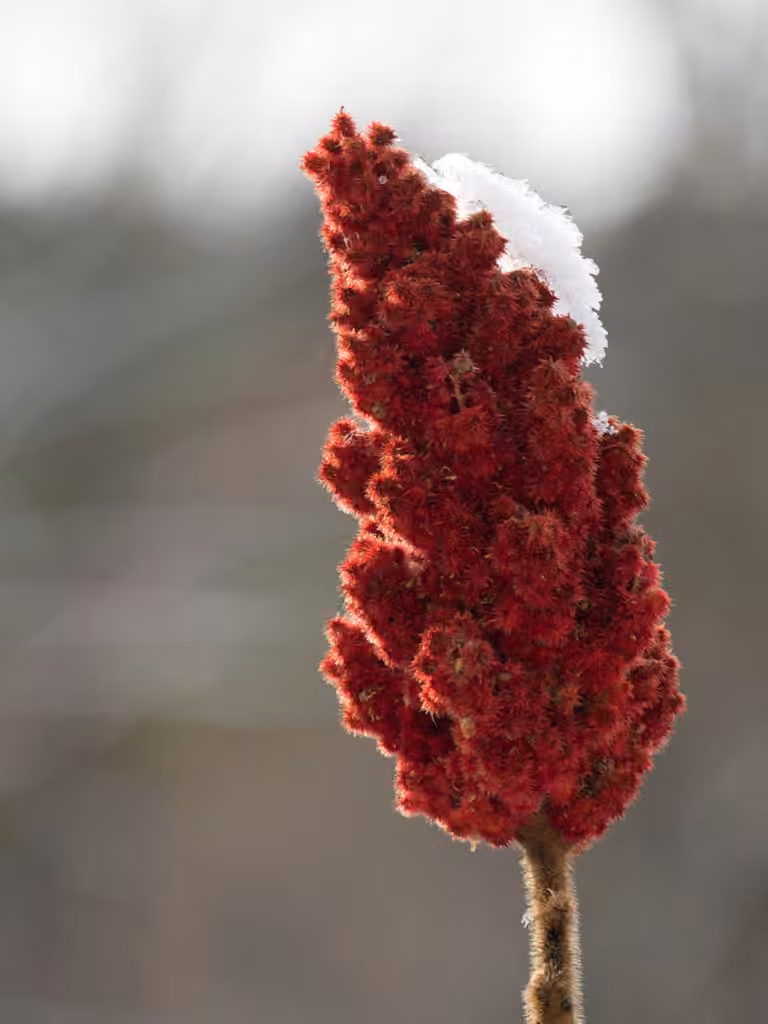 Staghorn sumac, In fruit
