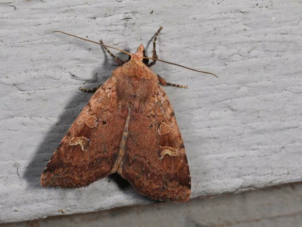 Smaller Pinkish Dart, Adult