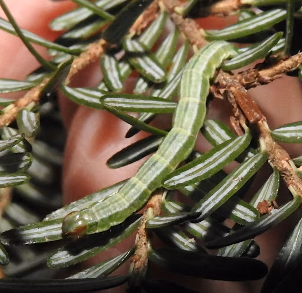 Hemlock Angle, Caterpillar