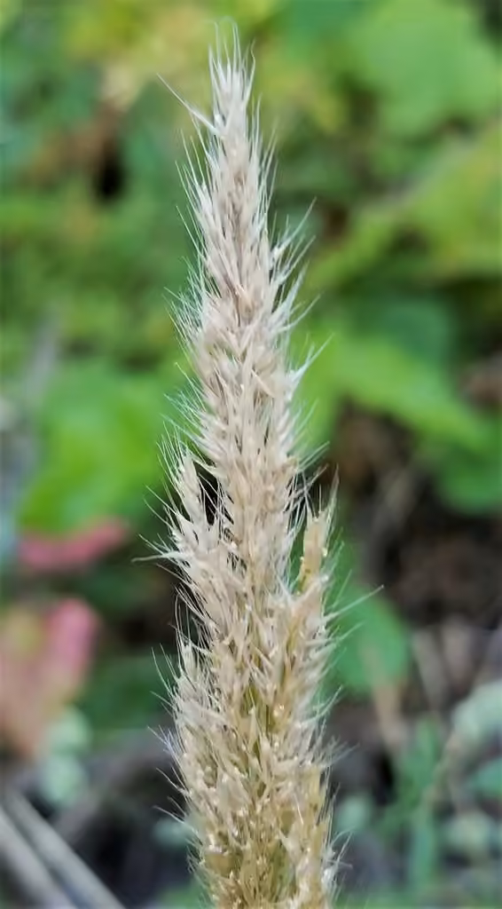 Breckland Bent, photo 2 of 5