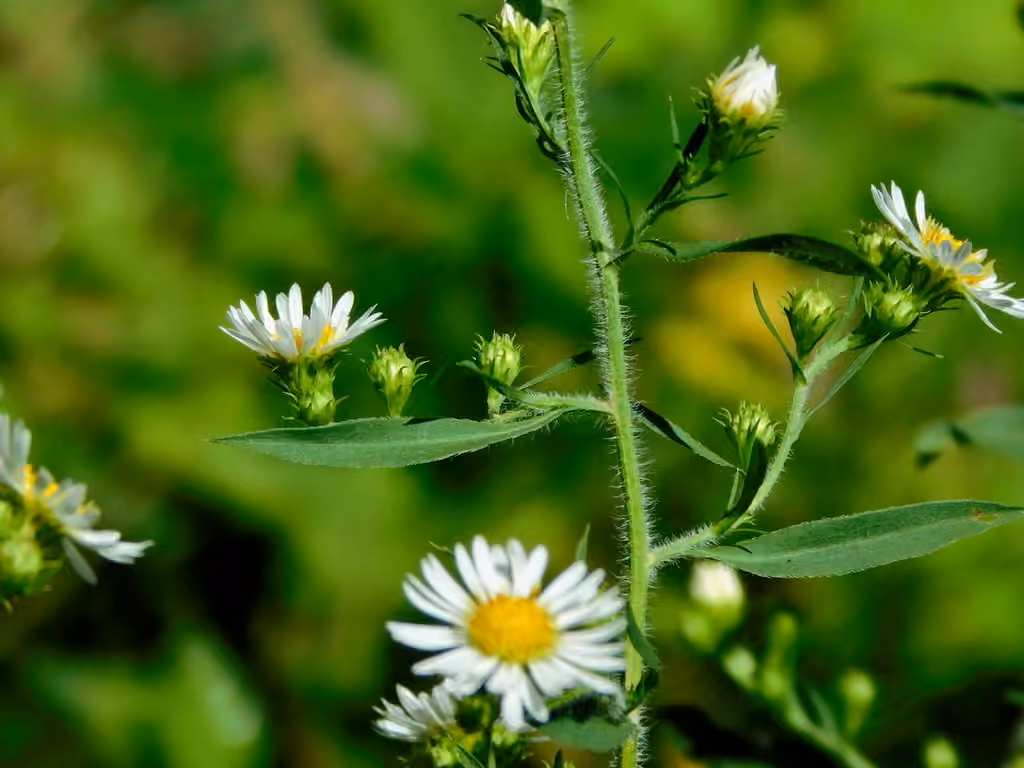 Aster poilu, photo 3 sur 5