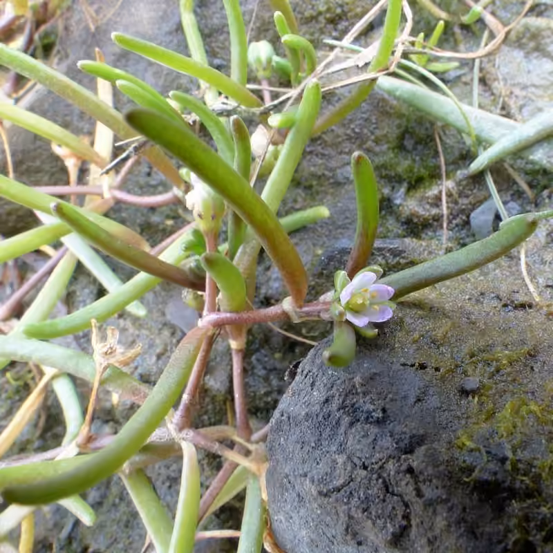 Spergulaire du Canada, En fleurs