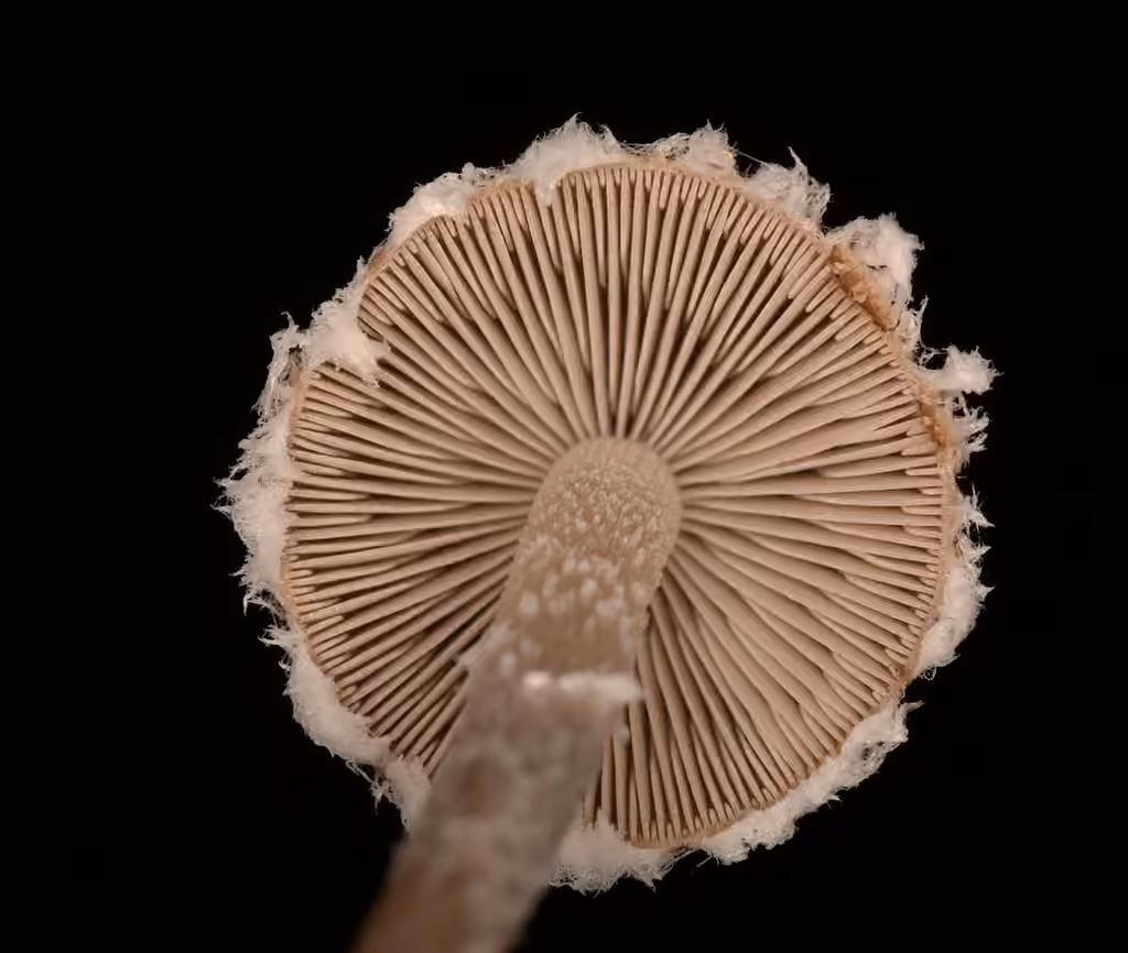 Psathyrelle des charbonnières, photo 2 sur 5