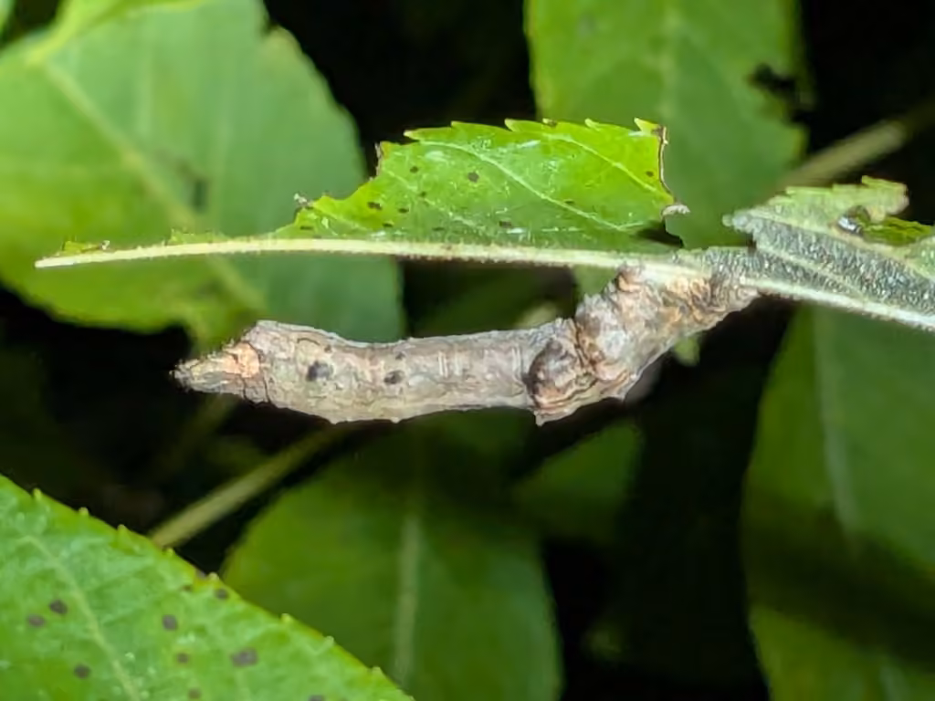Kent's Geometer Moth, Chenille